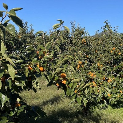完熟市田柿 約500g【 栽培期間中/低農薬・除草剤不使用 】秀・優品 L/Mサイズ