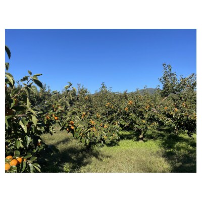 【栽培期間中できるだけ農薬を減らして栽培】約500g秀優L/M 2024年1/中旬～発送 完熟市田柿