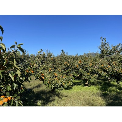 完熟市田柿 約1kg 訳あり品 【栽培期間中/低農薬・除草剤不使用】R6年産