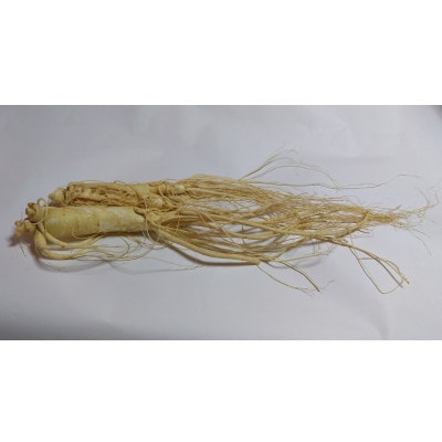 生高麗人参 6年生 省き品 約130g/1本【 栽培期間中低農薬 】信州産 朝鮮人参