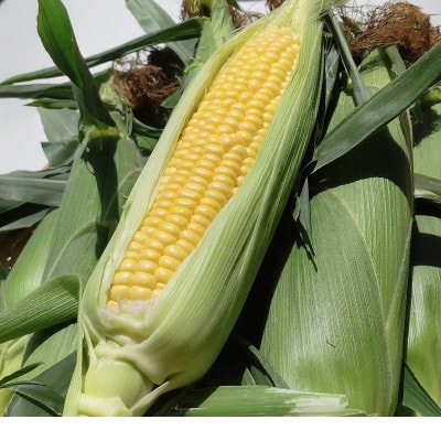 【2L 10本 約4kg】栽培期間中農薬を極力控え、酵素たっぷりの肥料で育てたスイートコーン♪