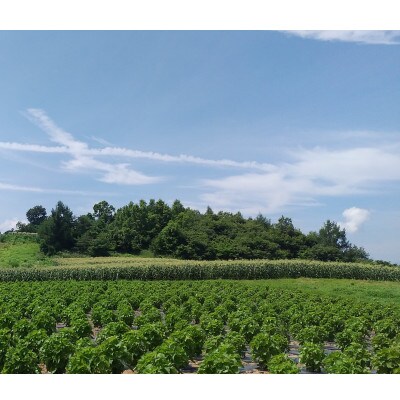 【2L 16本 約6.4kg】栽培期間中農薬を極力控え、酵素たっぷりの肥料で育てたスイートコーン♪