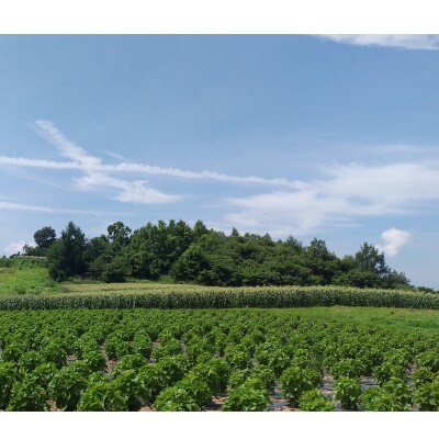 【2L 20本 約8kg】栽培期間中農薬を極力控え、酵素たっぷりの肥料で育てたスイートコーン♪