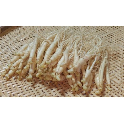 生高麗人参 2年生 太物 約100g 国産【 栽培期間中低農薬 】信州産 朝鮮人参