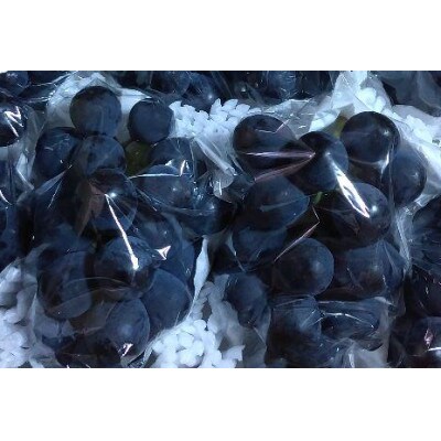 ナガノパープル ご贈答品 1房 【 栽培期間中化学肥料、除草剤不使用 】