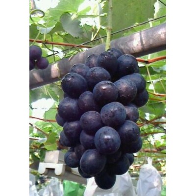 ナガノパープル 500g(小房、粒) 1房分以上【 栽培期間中化学肥料/除草剤 不使用 】