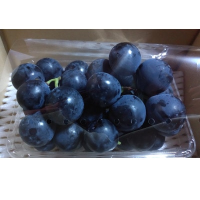 ナガノパープル 500g(小房、粒) 1房分以上【 栽培期間中化学肥料/除草剤 不使用・草生栽培 】