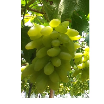 ゴールドフィンガー 1房 【 栽培期間中化学肥料/除草剤 不使用・草生栽培 】希少品種 高級白系葡萄