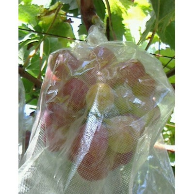 バイオレットキング ご贈答品 3房 高級ぶどう【栽培期間中化学肥料、除草剤 不使用・草生栽培】