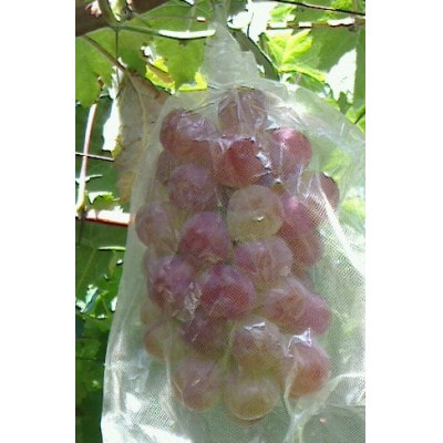バイオレットキング ご贈答品2kg 高級ぶどう【栽培期間中化学肥料、除草剤不使用・草生栽培】