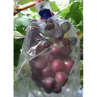 【 栽培期間中化学肥料/除草剤 不使用・草生栽培 】ご贈答品 マイハート3房 希少品種 高級葡萄
