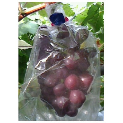 【 栽培期間中化学肥料/除草剤 不使用・草生栽培 】ご贈答品 マイハート4房 希少種 高級ブドウ