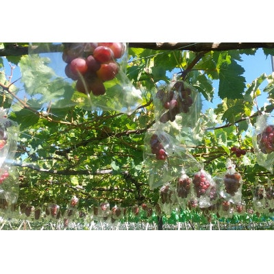 【 栽培期間中化学肥料/除草剤 不使用・草生栽培 】ご贈答品 マイハート4房 希少種 高級ブドウ