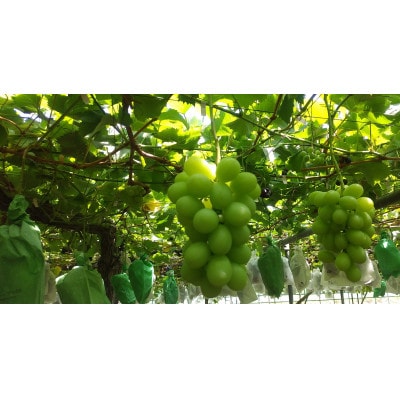 【 栽培期間中化学肥料/除草剤 不使用・草生栽培】ご贈答品 2kg以上 シャインマスカット 高級葡萄