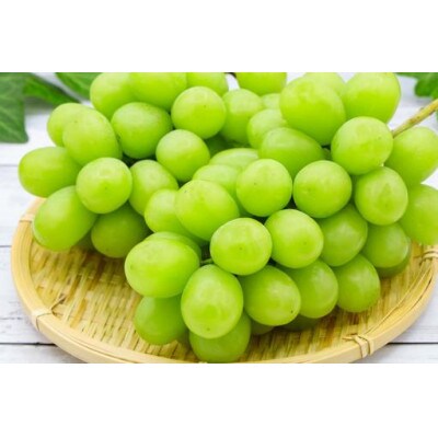 【 栽培期間中化学肥料/除草剤 不使用・草生栽培】ご贈答品 2kg以上 シャインマスカット 高級葡萄