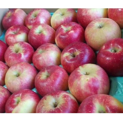 【栽培期間中低農薬/ノンワックス/除草剤不使用】ご贈答品 夏あかり 約5kg 無袋 信州りんご