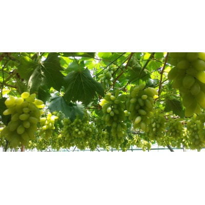 ゴールドフィンガーご贈答品 約900g【 栽培期間中化学肥料/除草剤 不使用・草生栽培 】高級ぶどう