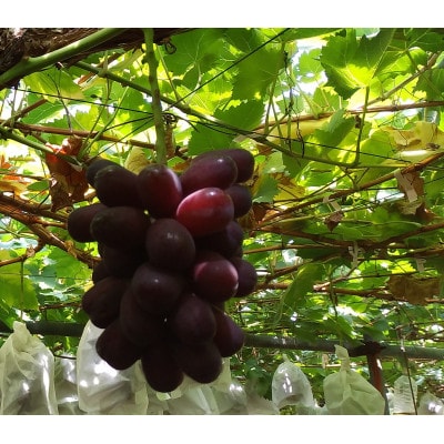 我が道 400g(粒) 超希少な高級ブドウ【 栽培期間中化学肥料/除草剤 不使用、除草剤不使用 】