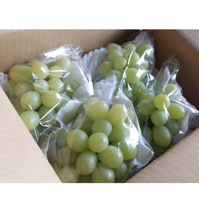 完熟シャインマスカット ご家庭用約900～1kg【 栽培期間中化学肥料/除草剤 不使用・草生栽培 】