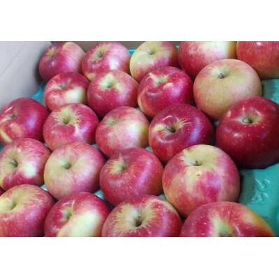 夏あかり 約5kg ご贈答品 長野県産 樹熟りんご【栽培期間中低農薬/除草剤不使用/ノンワックス】