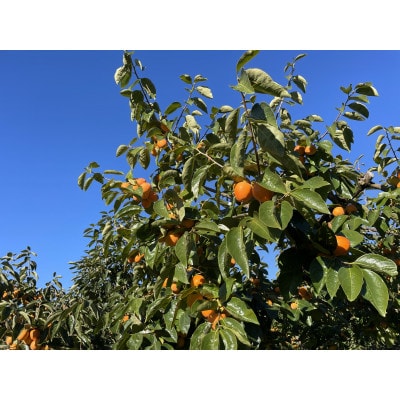 最高級市田柿 約700g ご贈答品 化粧箱入り【栽培期間中低農薬・除草剤不使用】ギフト みなみ信州産