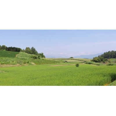 コシヒカリ 玄米10kg(5kg×2袋)【栽培期間中低農薬 】令和7年産 長野県東御市御牧ヶ原産