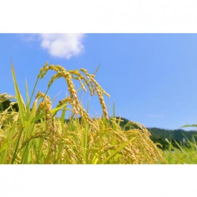 コシヒカリ 玄米10kg(5kg×2袋)【栽培期間中低農薬 】令和7年産 長野県東御市御牧ヶ原産