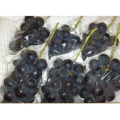 ナガノパープル 約3.8～4kg【 栽培期間中低農薬】濃厚な甘みで大人気の高級ぶどう♪