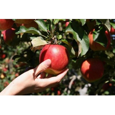 サンふじ&シナノゴールド 約5kg ご贈答品(中～小玉)【栽培期間中低農薬・除草剤不使用】