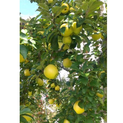 サンふじ&シナノゴールド 約5kg ご贈答品(中～小玉)【栽培期間中低農薬・除草剤不使用】