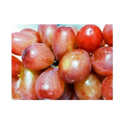 クイーンルージュ(R)1房(約500g)【 栽培期間中化学肥料/除草剤 不使用・草生栽培 】