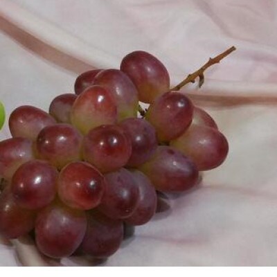 クイーンルージュ(R)2房(約1kg)【 栽培期間中化学肥料/除草剤 不使用・草生栽培 】