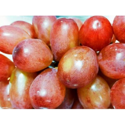 クイーンルージュ(R)2房(約1kg)【 栽培期間中化学肥料/除草剤 不使用・草生栽培 】