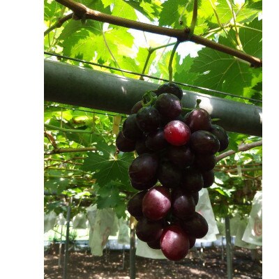 高級ぶどうの彩り(シャインなど)粒1kg【 栽培期間中共同防除以外の化学農薬、除草剤不使用 】