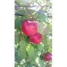 完熟サンふじ 約5kg【大～中玉】ご贈答品 長野県産【栽培期間中低農薬/除草剤不使用/ノンワックス】