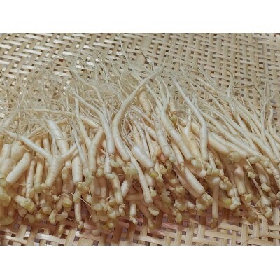 生高麗人参 2年生 細物 約300g【 栽培期間中低農薬 】信州産 朝鮮人参 国産