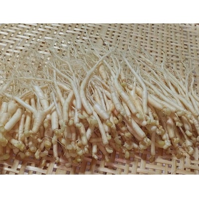 生高麗人参 2年生 細物 約200g【 栽培期間中低農薬 】信州産 朝鮮人参 国産