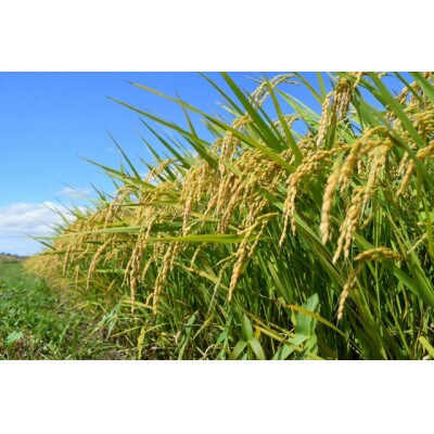 白米10kg(5kg×2袋)コシヒカリ【 栽培期間中低農薬 】令和7年産 新米 長野県東御市産