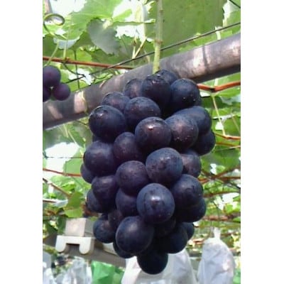 ナガノパープル 400g(小房・粒) 【 栽培期間中化学肥料/除草剤 不使用・草生栽培 】