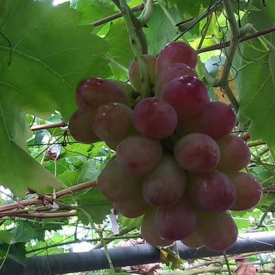 バイオレットキング 約900g 家庭用【栽培期間中化学肥料、除草剤 不使用・草生栽培】希少種のぶどう