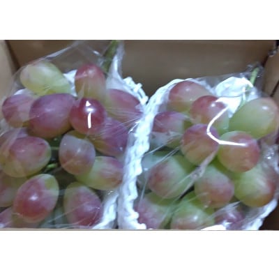 バイオレットキング 約900g 家庭用【栽培期間中化学肥料、除草剤 不使用・草生栽培】希少種のぶどう