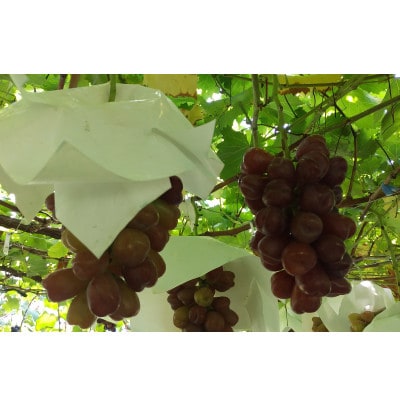 ぶどうの彩り 500g(粒) 冷凍【 栽培期間中化学肥料/除草剤 不使用・草生栽培 】希少種