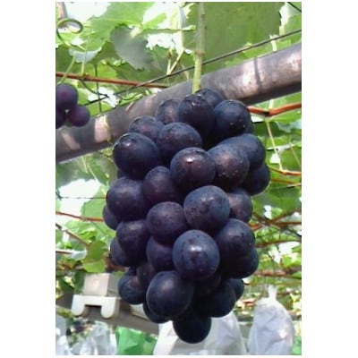 ぶどうの彩り 500g(粒) 冷凍【 栽培期間中化学肥料/除草剤 不使用・草生栽培 】希少種