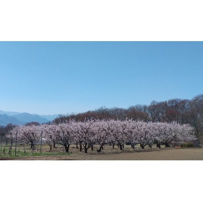 あんず ハーコット(生食用 )約2kg 長野県産 産地直送