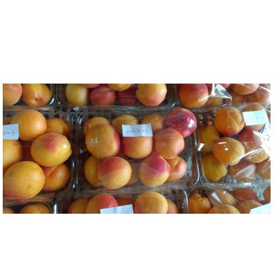 生あんず ハーコット(生食用 )約2kg 長野県産 産地直送