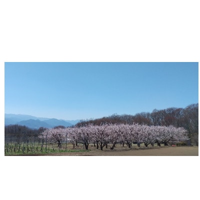 生あんず ハーコット(生食用 )約2kg 長野県産 産地直送