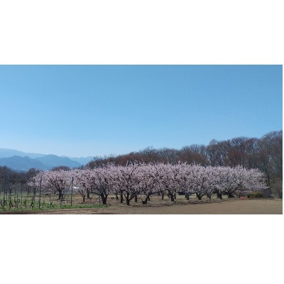 あんず ハーコット(生食用)約1kg 長野県産 産地直送