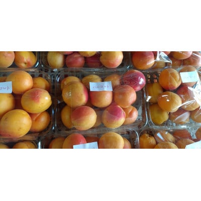 生あんず ハーコット(生食用)約1kg 長野県産 産地直送
