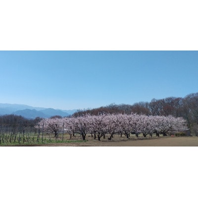 生あんず ハーコット(生食用)約1kg 長野県産 産地直送