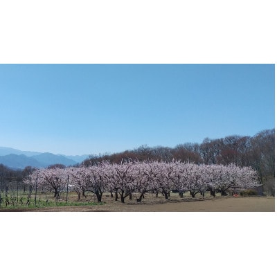 あんず ハーコット(生食用)約1.1～1.2kg(小サイズ)長野県産 産地直送